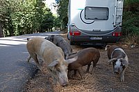 Wilde Schweine unter dem Col de Bavella 2.JPG